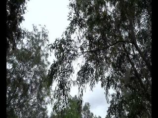 RABINDRASANGEET || Ami Keboli Swapono || Tilottama Mallik || Bihaan Music || Gaaner Opare