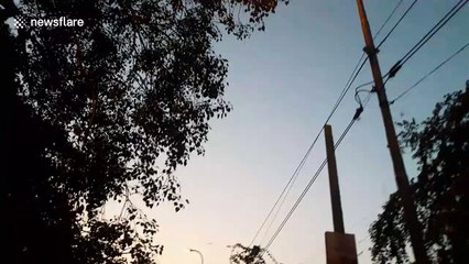 Indian stuntman summons hundreds of crows with his voice