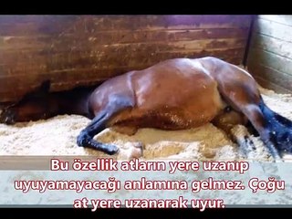 Atlar Neden Nasıl ayakta Uyur