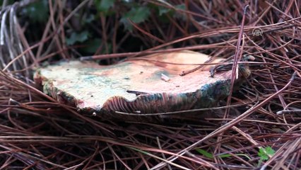 'Tüm mantarlar yenir ama bazıları sadece bir kez' - MUĞLA