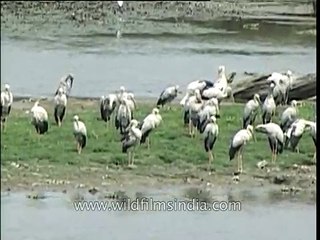 Asian Openbill Stork Anastomus oscitans