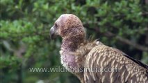 Griffon Vultures of the Himalaya