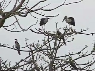 Indian Darter and Asian Openbill Storks