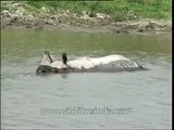 One-horned Rhino wades through water in Kaziranga National Park Assam