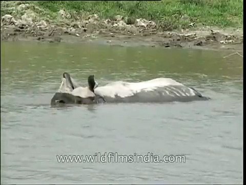 One-horned Rhino wades through water in Kaziranga National Park Assam