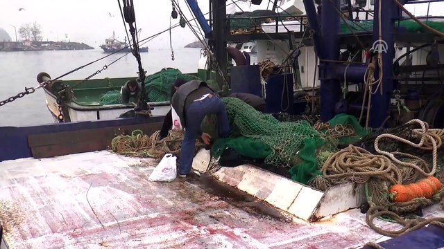Batı Karadeniz'de çinekop bolluğu yüzleri güldürdü - DÜZCE