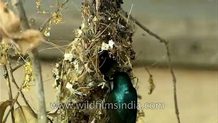 Pair of purple Sunbird feeding their young ones in nest