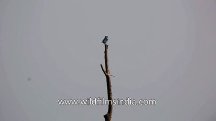 Verditer flycatcher in Uttarakhand