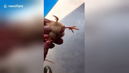 Chick born with four legs in eastern China