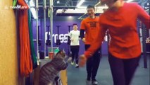 Friendly cat gives high fives to gym-goers