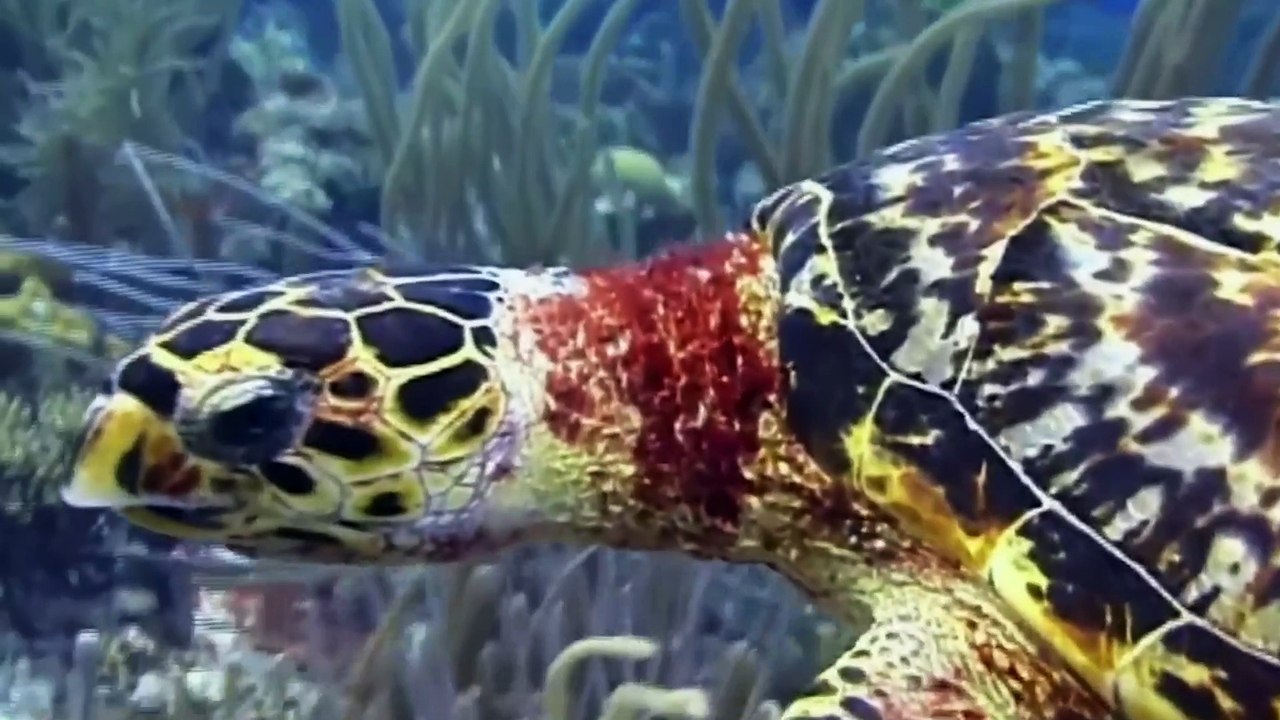 Los microplásticos afectan a todas las especies de tortugas marinas