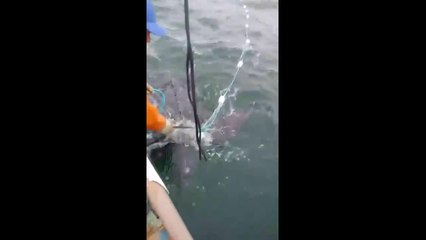 Pescadores salvam tartaruga no litoral do Paraná