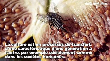 Une transmission culturelle pour la première fois observée chez des insectes