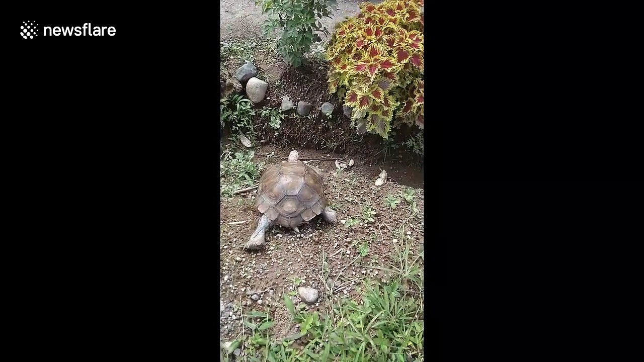 Headbanger! Unlucky turtle slides down slope - and gets stuck - video ...