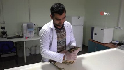 Nesli Tükenmek Üzere Balaban Kuşu Tunceli'de Bulundu, Tedavi Altına Alındı