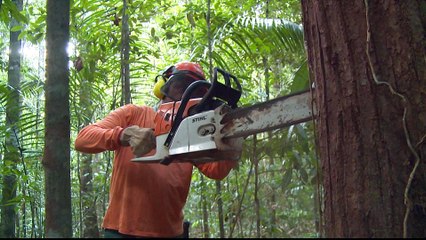 Brazil's president-elect threatens Amazon rainforest