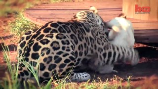 A cute dog & a jaguar are best friends