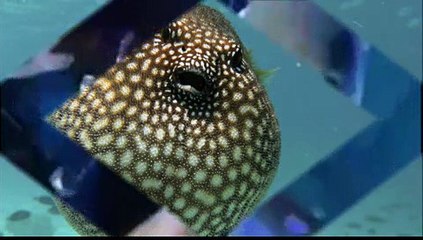Magnifique poisson Face humaine et longs cils