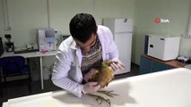 Nesli tükenmek üzere Balaban kuşu Tunceli’de bulundu, tedavi altına alındı