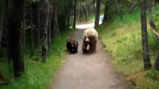 WATCH- A bear and two cubs chasing a hiker in Alaska
