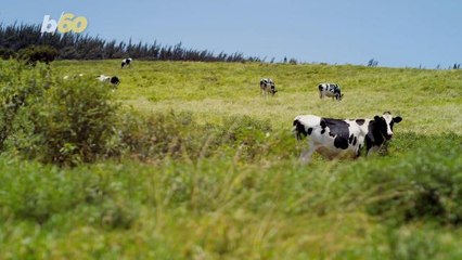 Meet Lil' Bill! Is This the World's Smallest Cow?