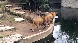 Stupid Lion falls into water