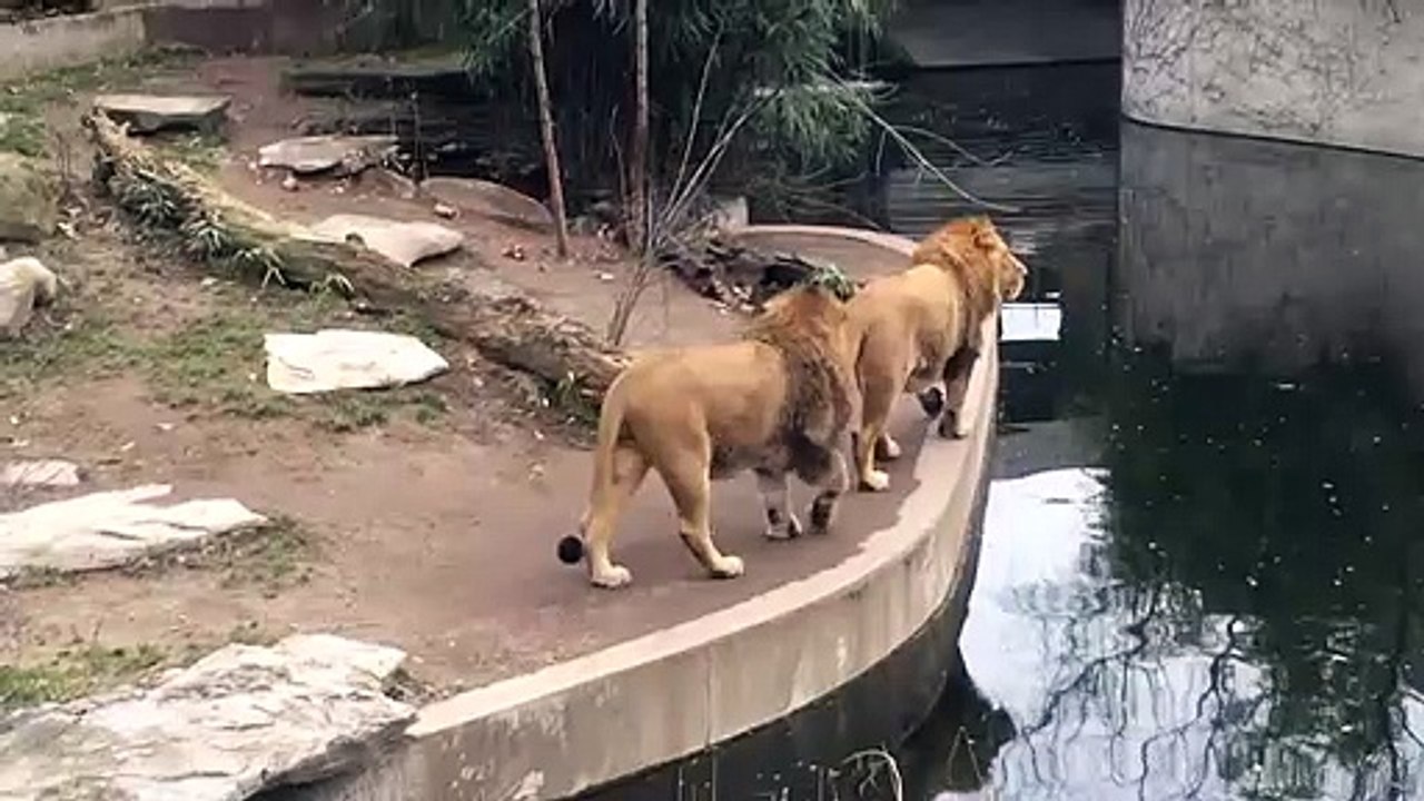 Stupid Lion falls into water