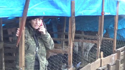 Sokak Hayvanları İçin Açlık Grevine Başladı