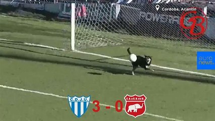 Video | Sahaya giren sevimli köpek gol vuruşunu çizgiden çıkardı