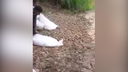 Ils lâchent des milliers de bébés tortues dans une rivière !