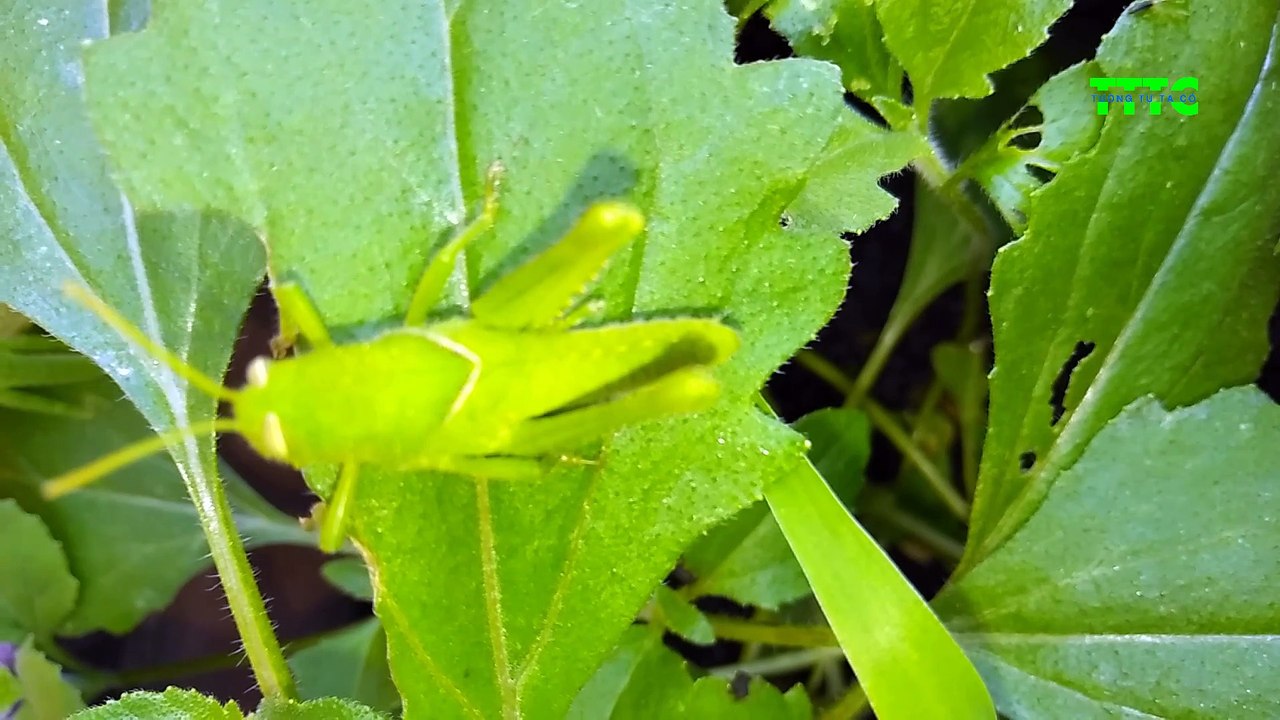 La sauterelle verte sur l'herbe jeune - Blue locusts hide in the grass