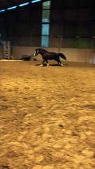 PONEY PP à vendre