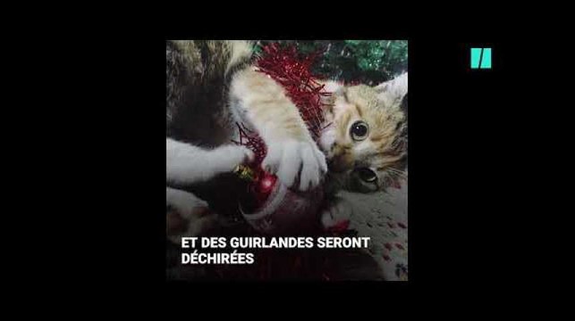 Chat vs sapin, le combat de Noël est de retour