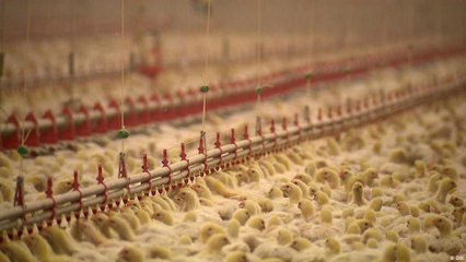 دجاج مُسمن أم عضوي؟ تعرف على الفرق في الأسعار والفوائد 🐔