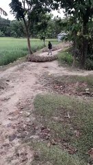 Un troupeau de canards