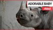 ADORABLE Video of Baby Rhino! | SWNS TV