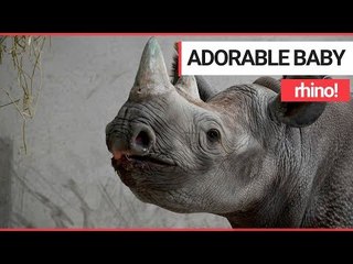 ADORABLE Video of Baby Rhino! | SWNS TV