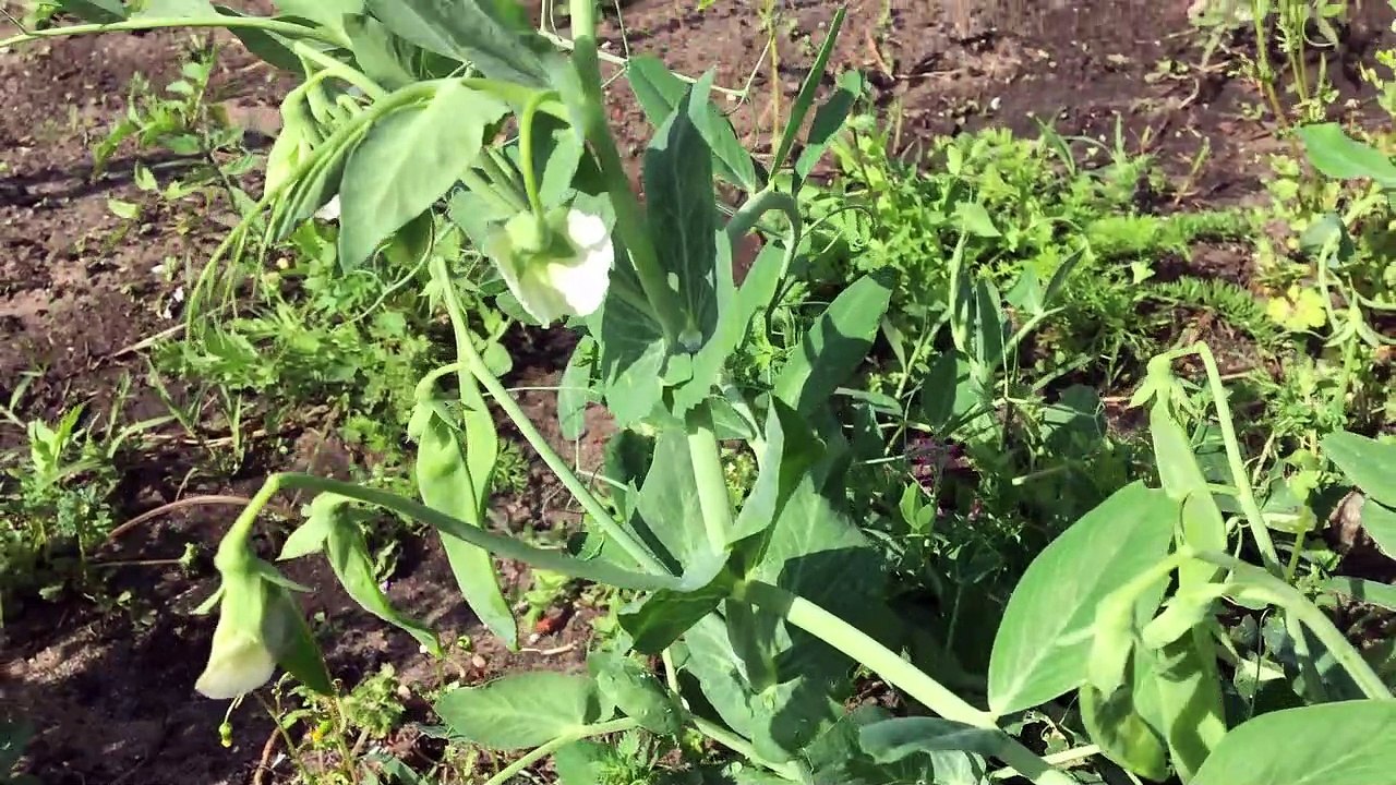 Ervilhas no quintal! Você também pode.