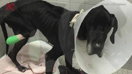 Owners Charged after Starved Great Dane Gnawed Off His Own Foot To Survive