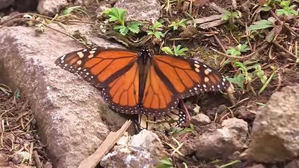 L'incroyable voyage des papillons monarques