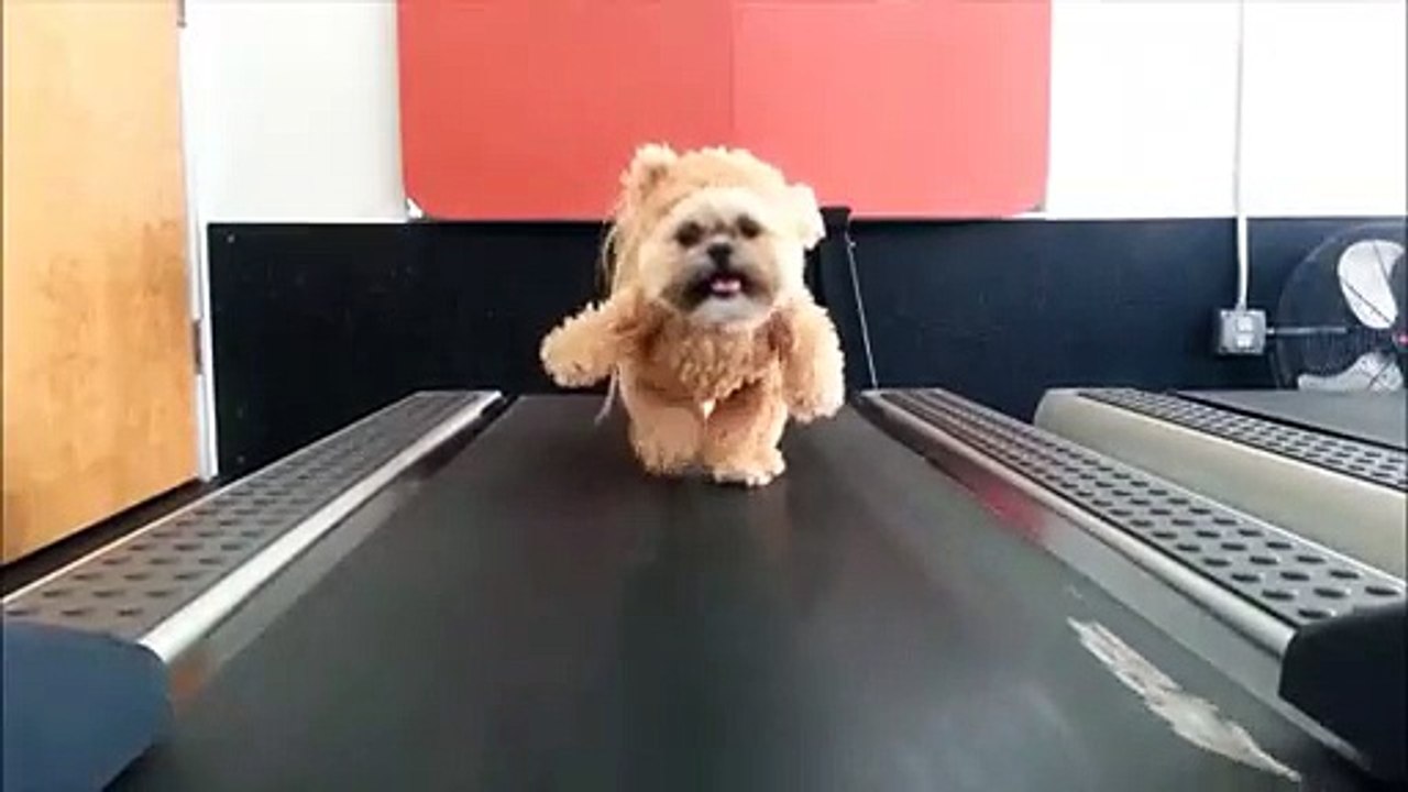 Chien déé sur tapis roulant