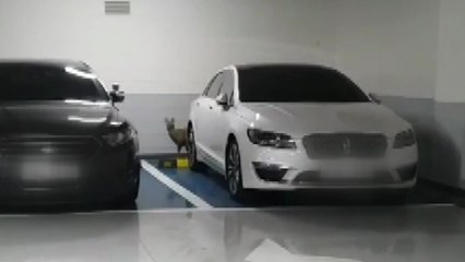 아파트 주차장에 나타난 고라니 구조 / YTN