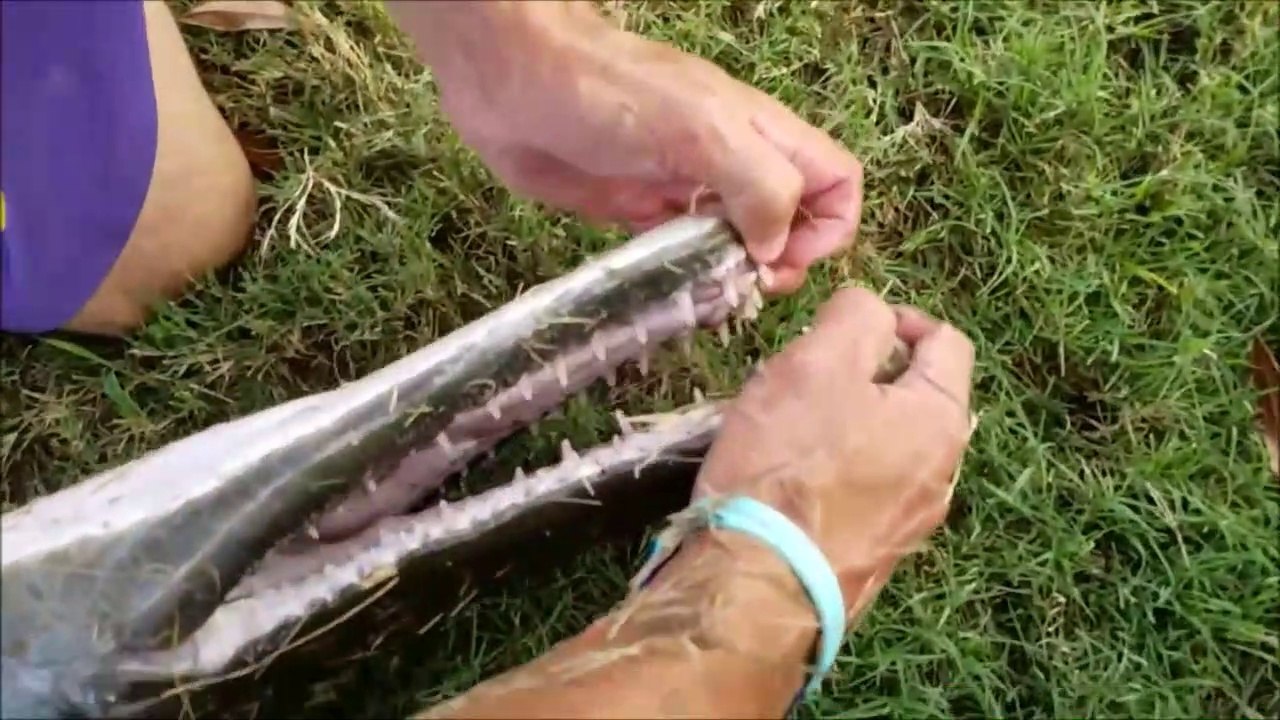 Il attrape un énorme poisson dans un petit canal : brochet alligator magnifique