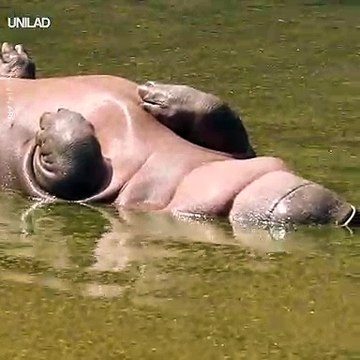Ce jeune hippopotame adore faire la planche et dormir... Trop mignon