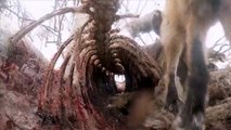 Il place sa caméra dans la carcasse d'un cerf et regardez ce qu'il a filmé