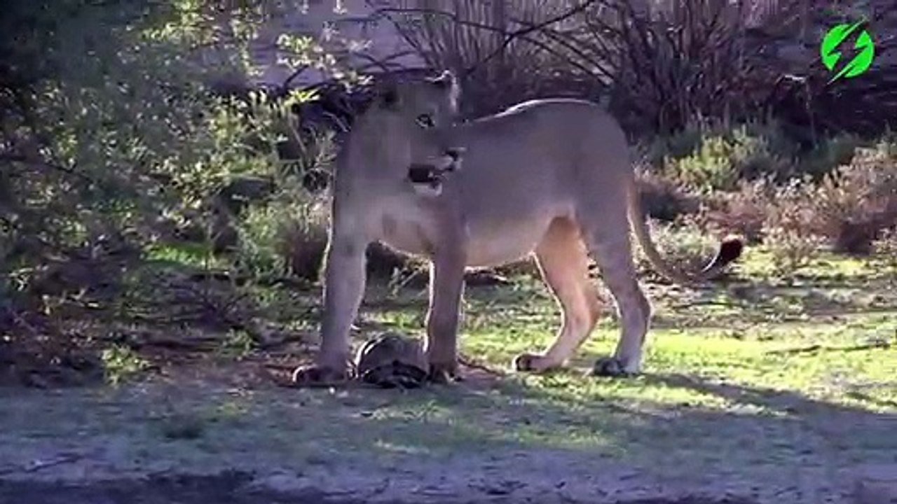 Ces lions ont trouvé une tortue... Comme des poules avec un couteau