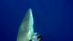 Ce plongeur se fait chasser par un requin au large de Ascension Island
