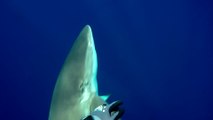 Ce plongeur se fait chasser par un requin au large de Ascension Island