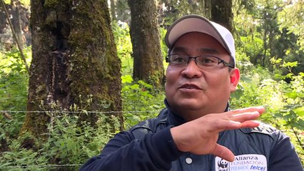 Insetos internacionais