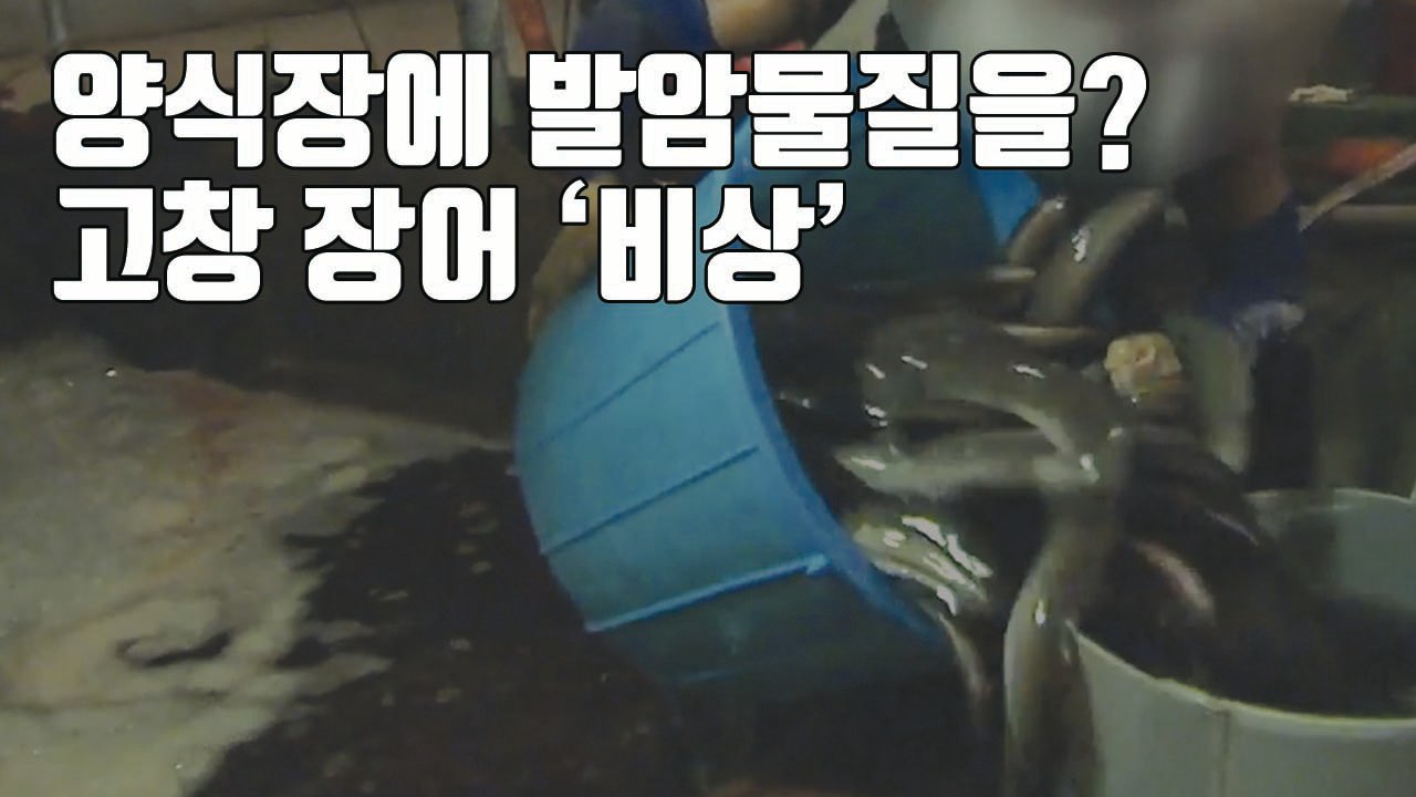 [자막뉴스] "항생제인 줄 알고..." 고창 장어 양식장에 부어버린 '발암성 물질'...